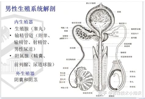 男人生殖器官|男性生殖系统结构